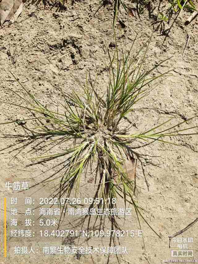 牛筋草