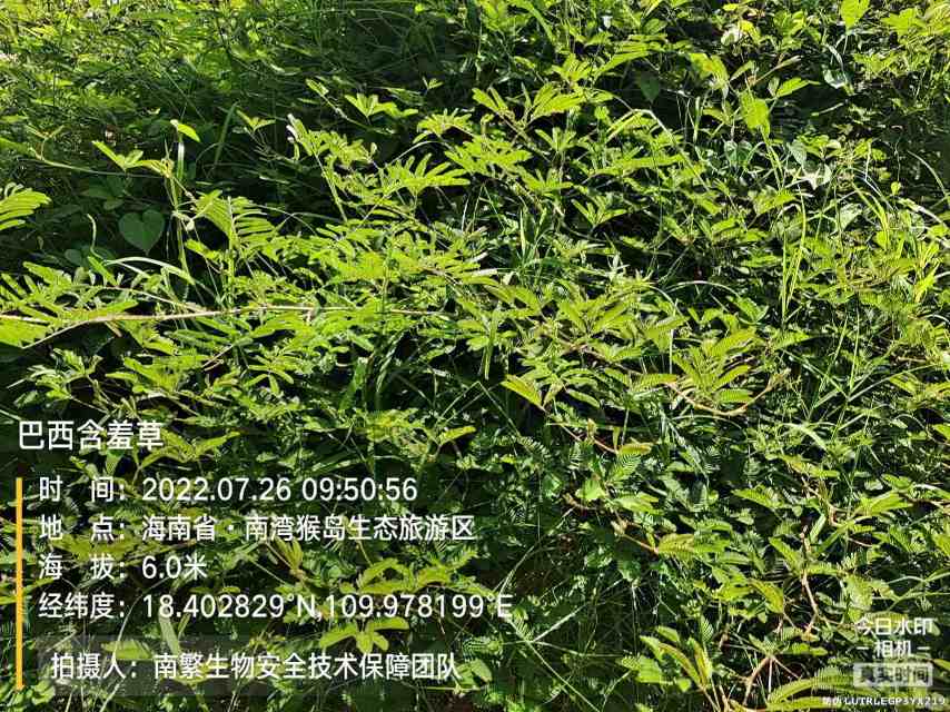 巴西含羞草