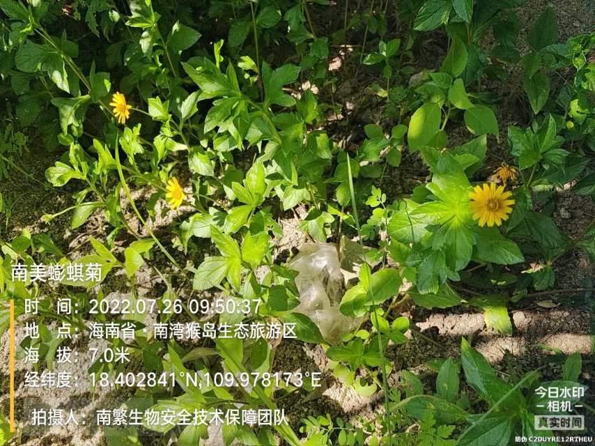 南美蟛蜞菊