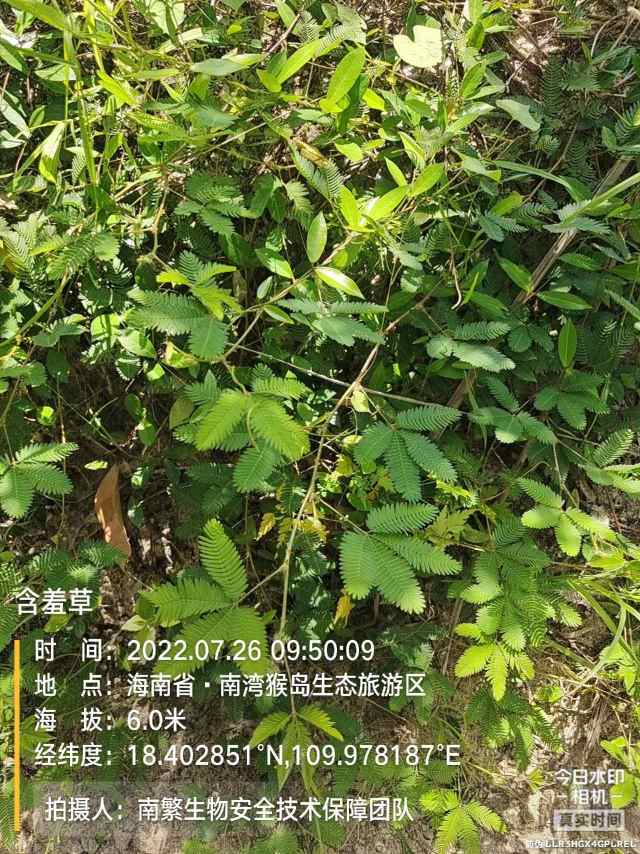 含羞草