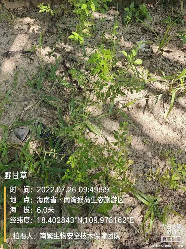 野甘草