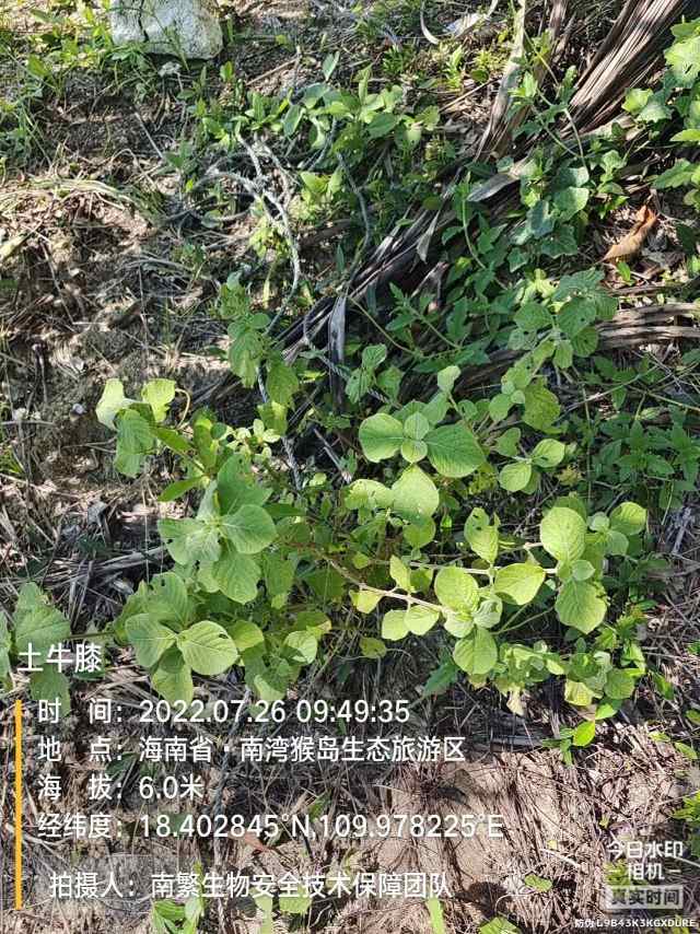 土牛膝