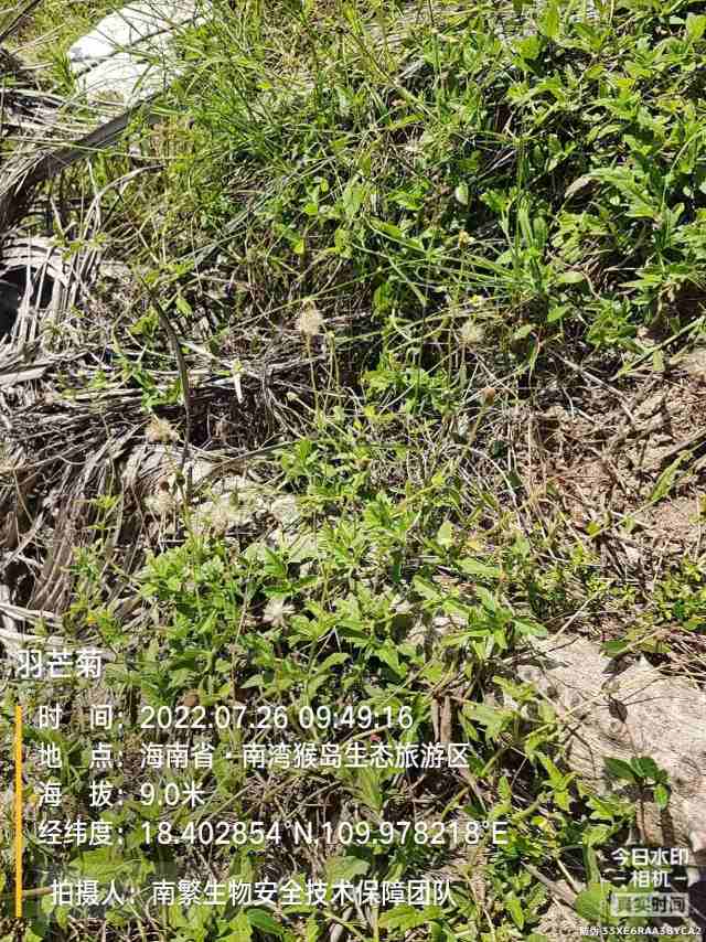 羽芒菊