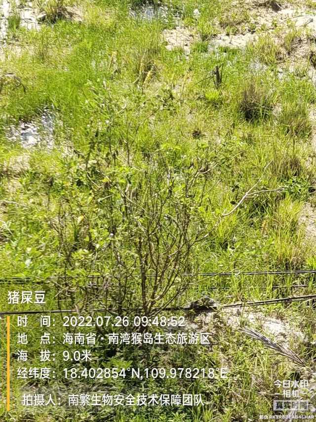 猪屎豆