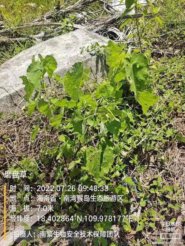 磨盘草