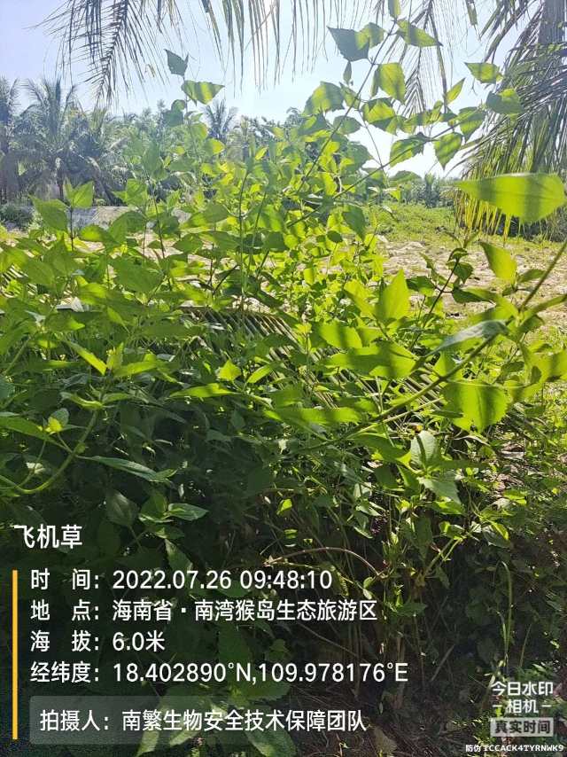 飞机草
