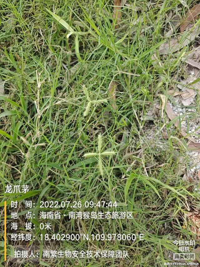龙爪茅