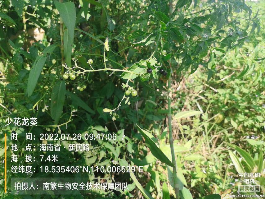 少花龙葵