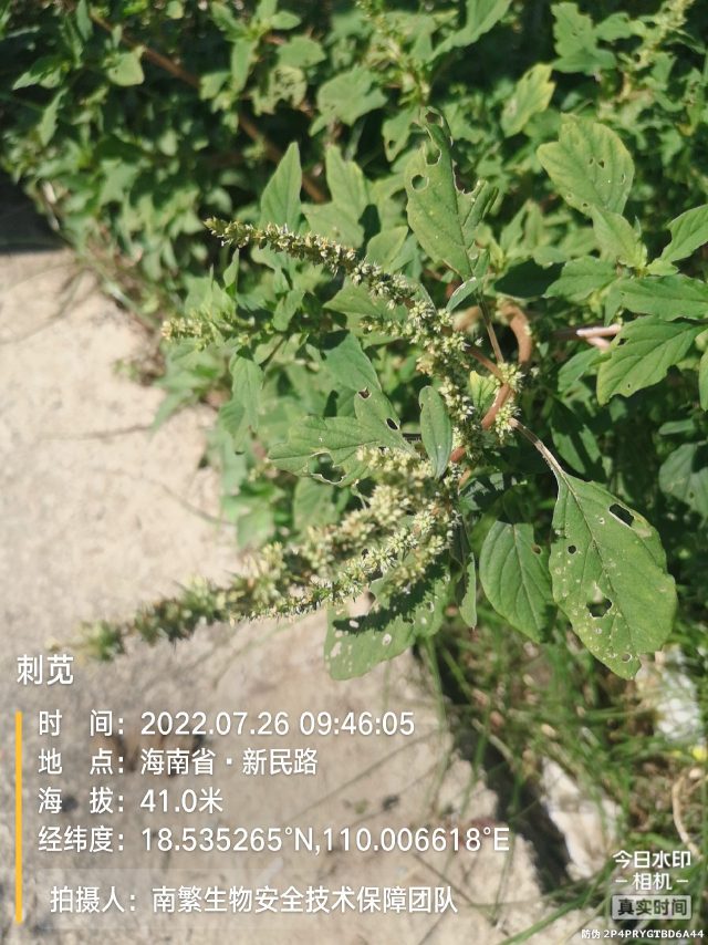 刺苋