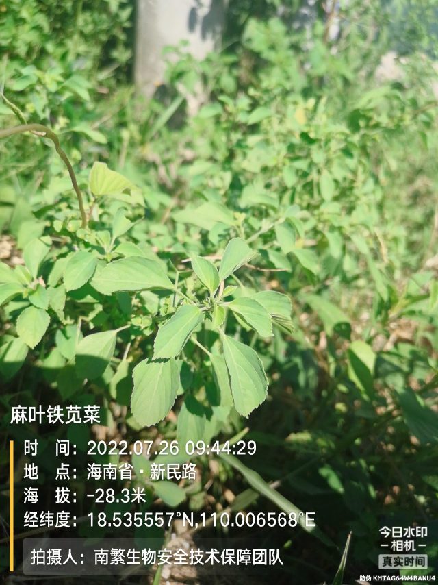 麻叶铁苋菜