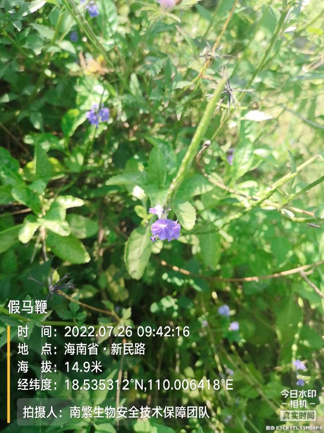 假马鞭