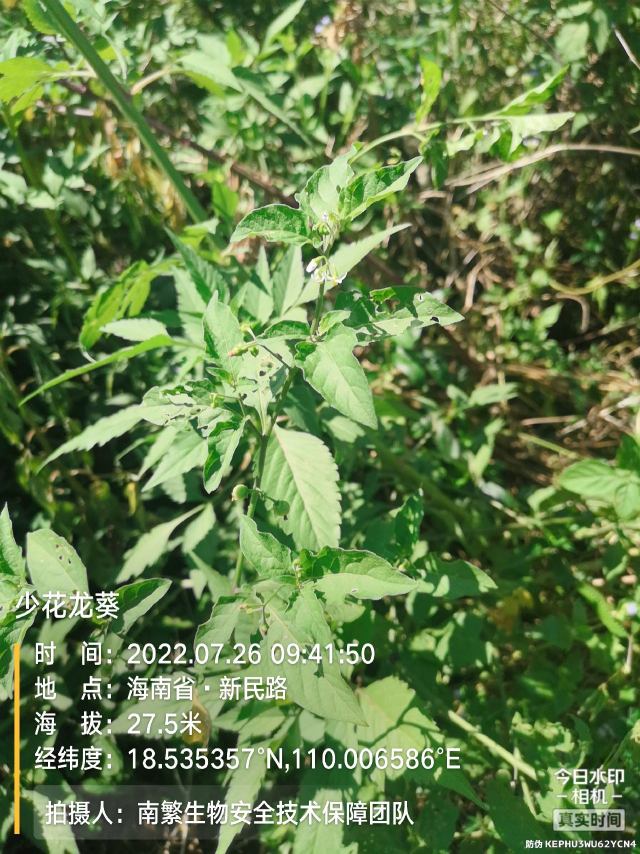 少花龙葵