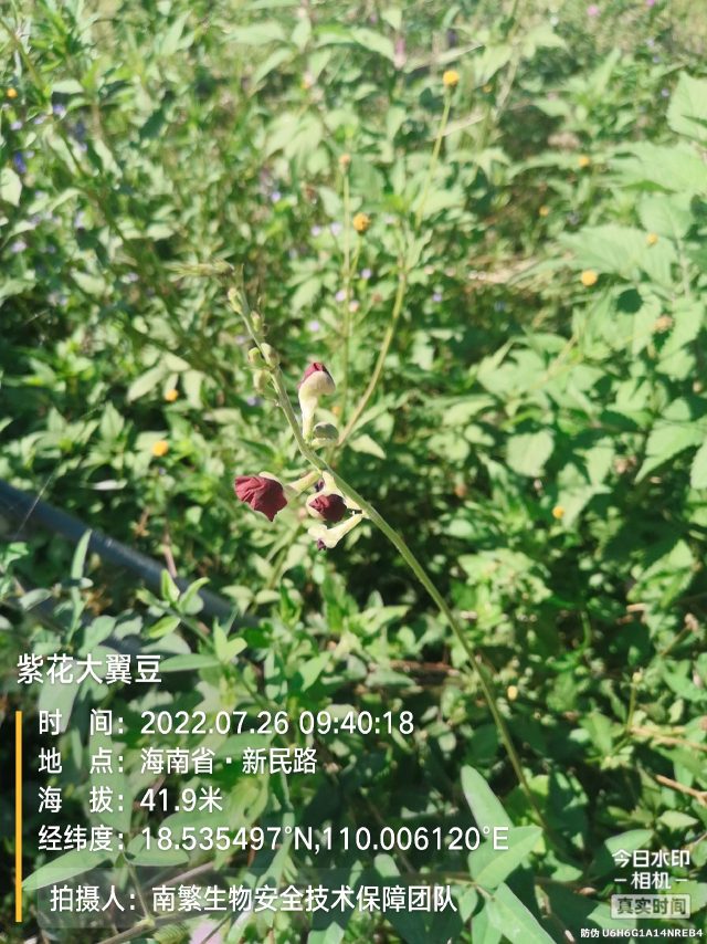 紫花大翼豆