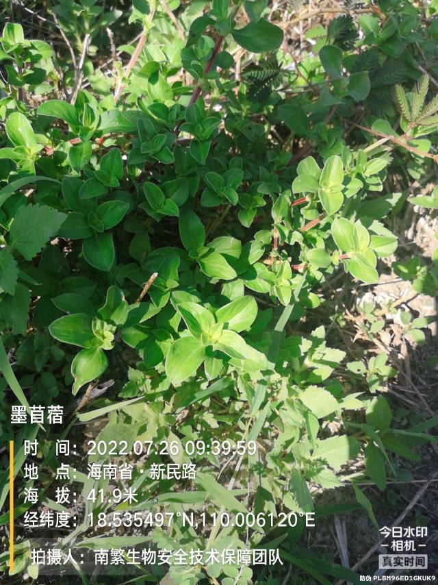 墨苜蓿