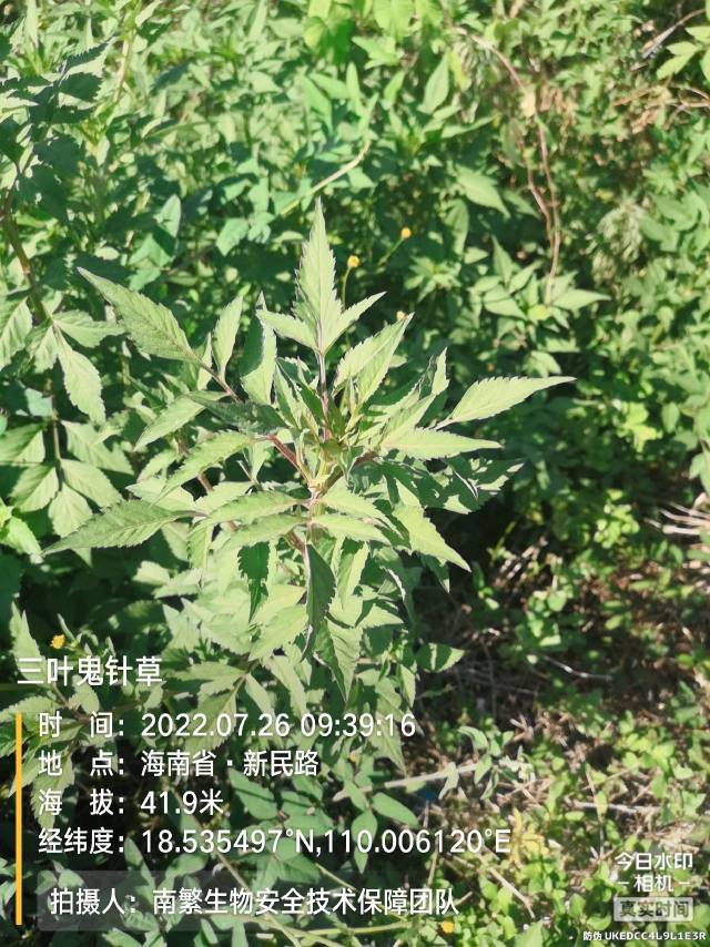 三叶鬼针草