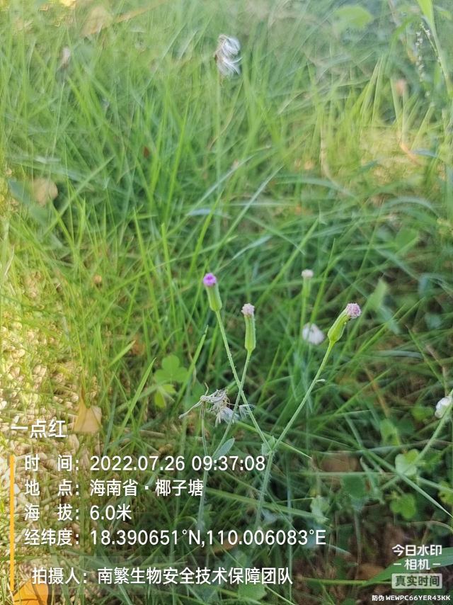 一点红