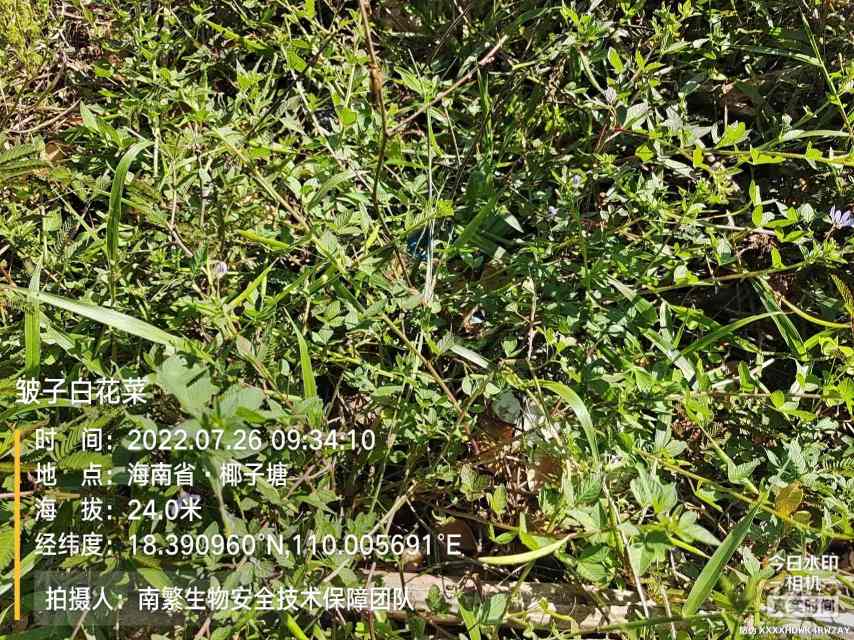 皱子白花菜