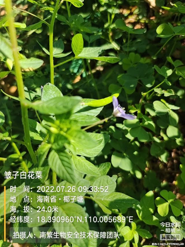 皱子白花菜