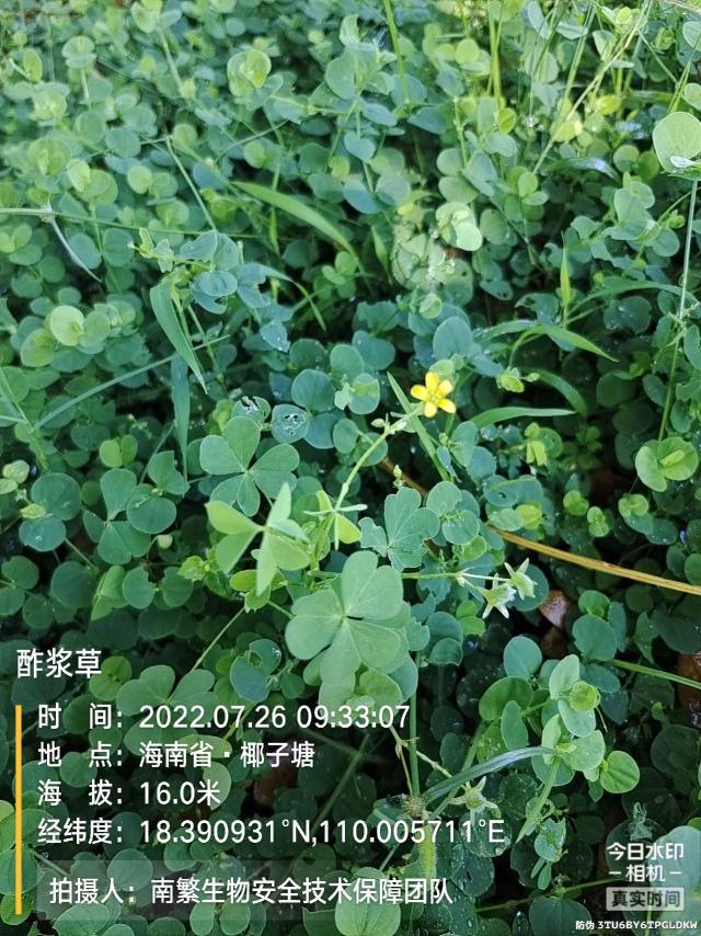 酢浆草