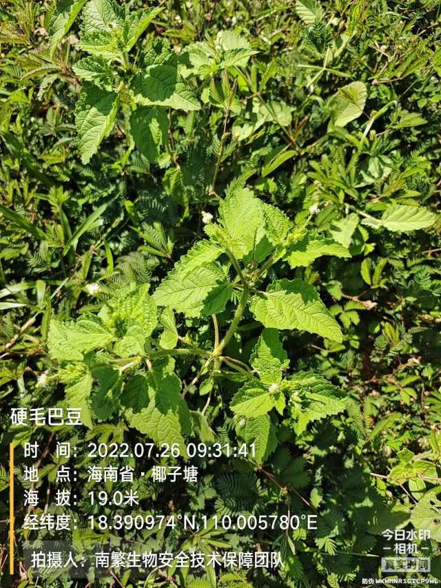 硬毛巴豆