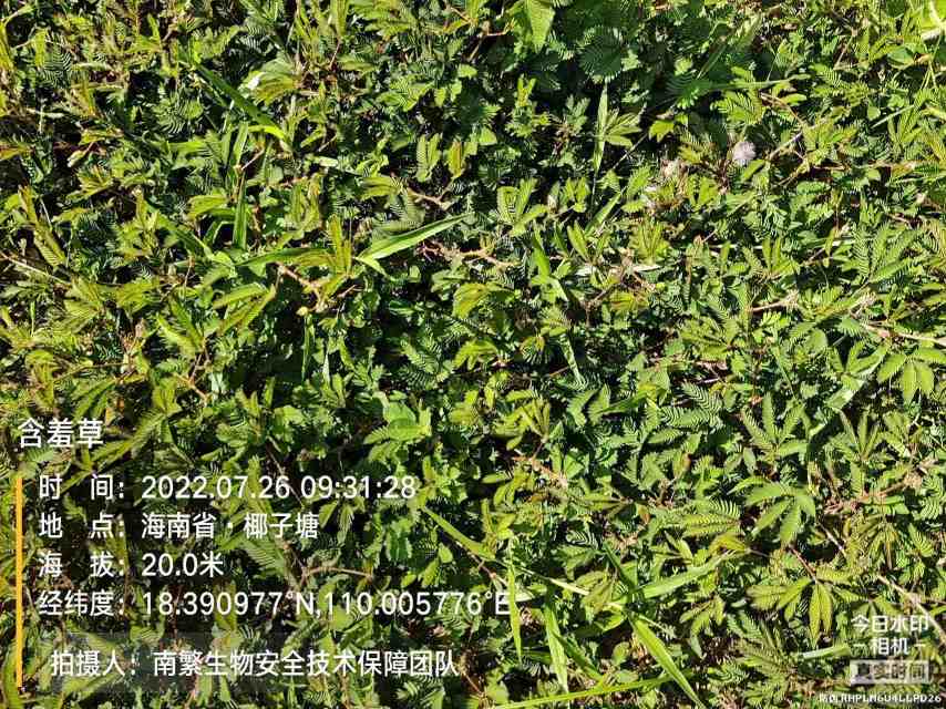 含羞草