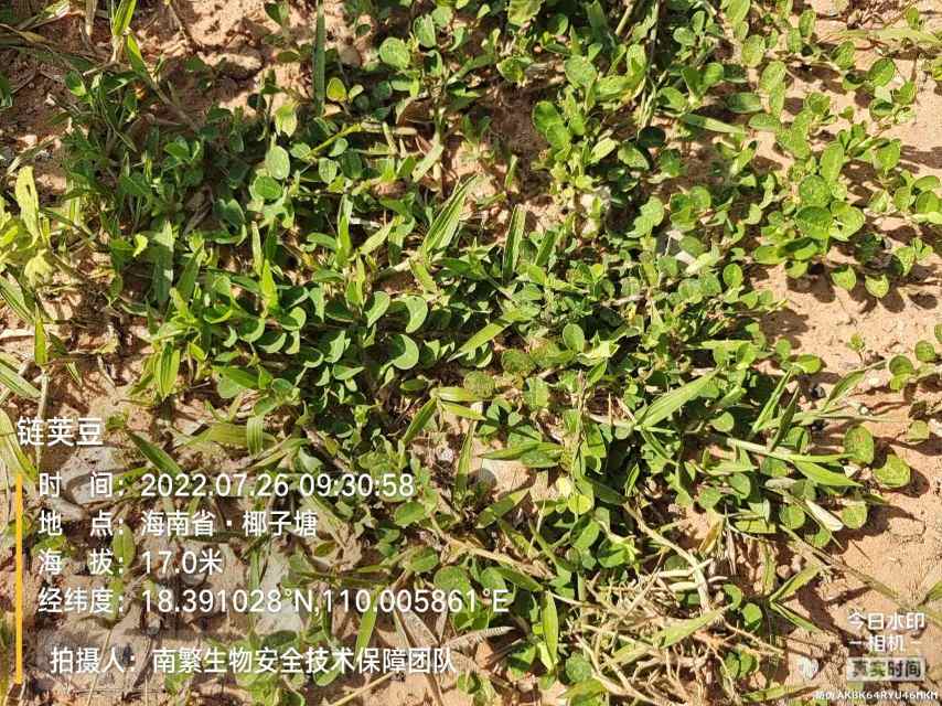 链荚豆