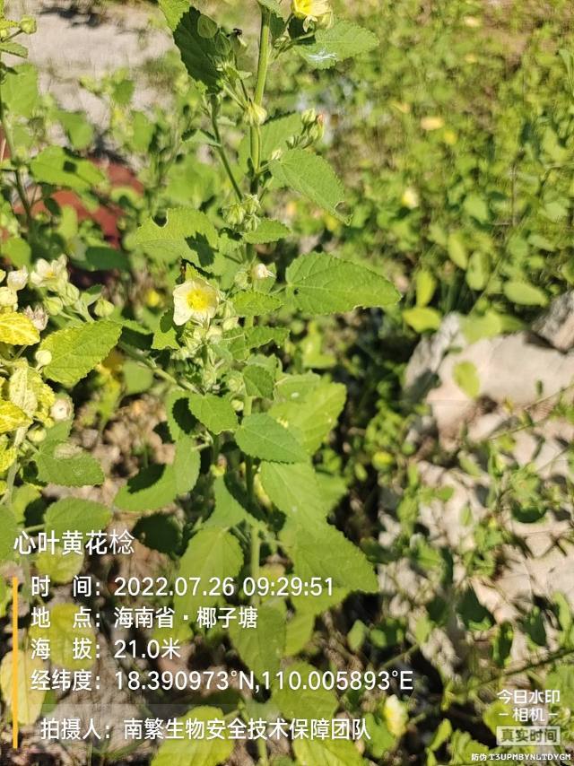 心叶黄花棯