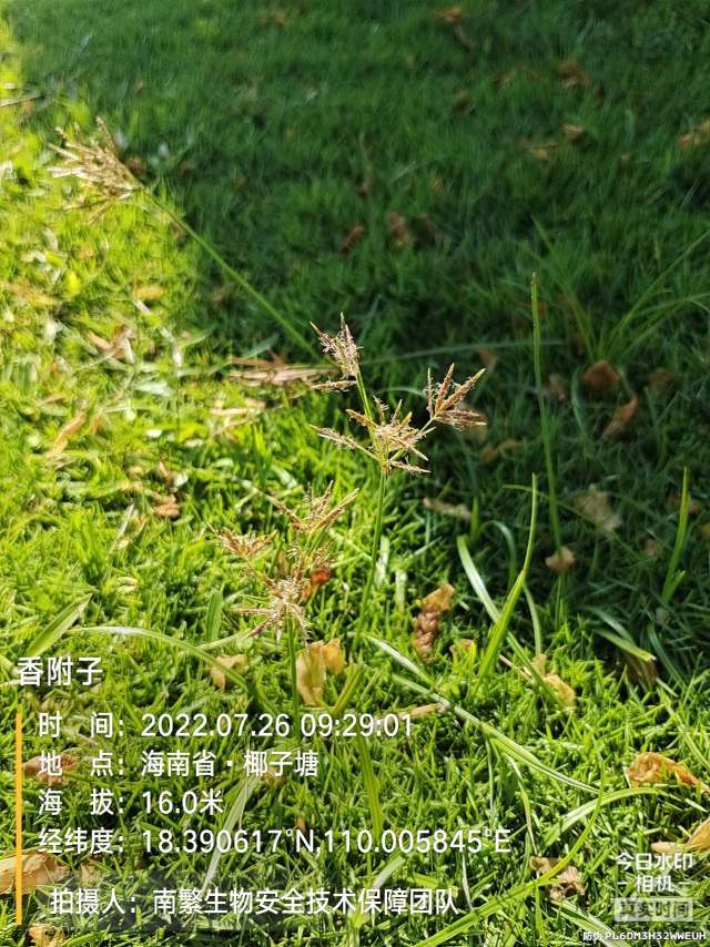 香附子