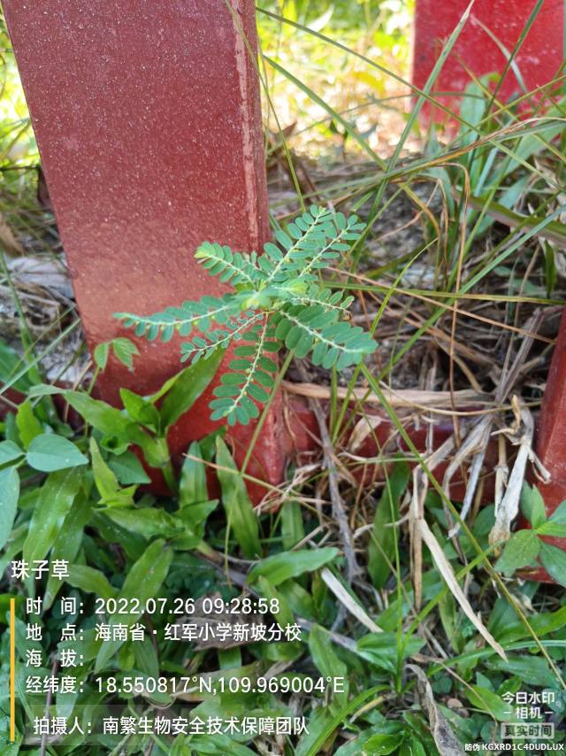 珠子草