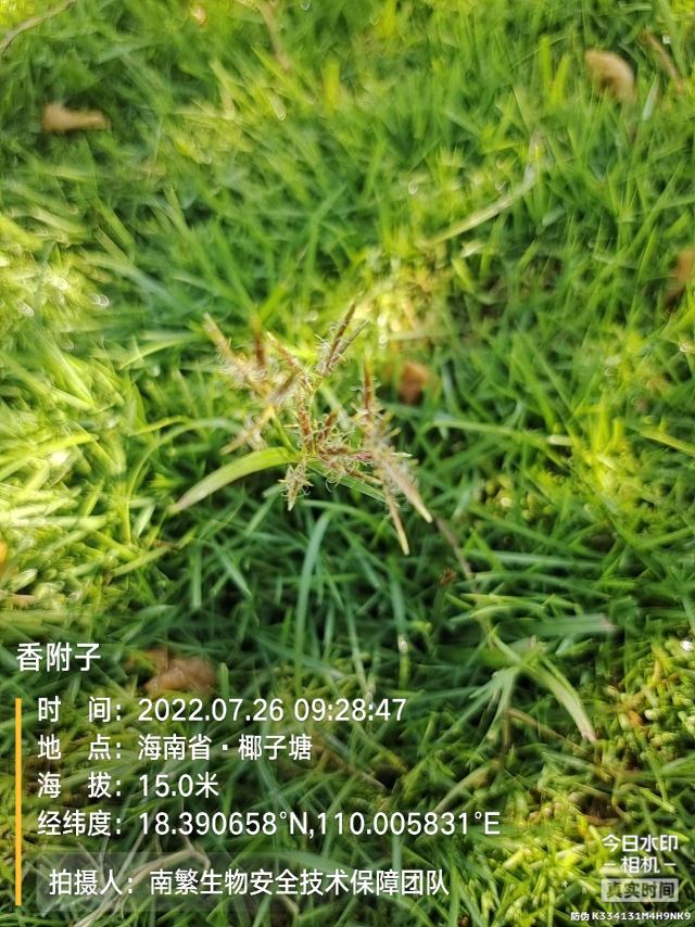 香附子