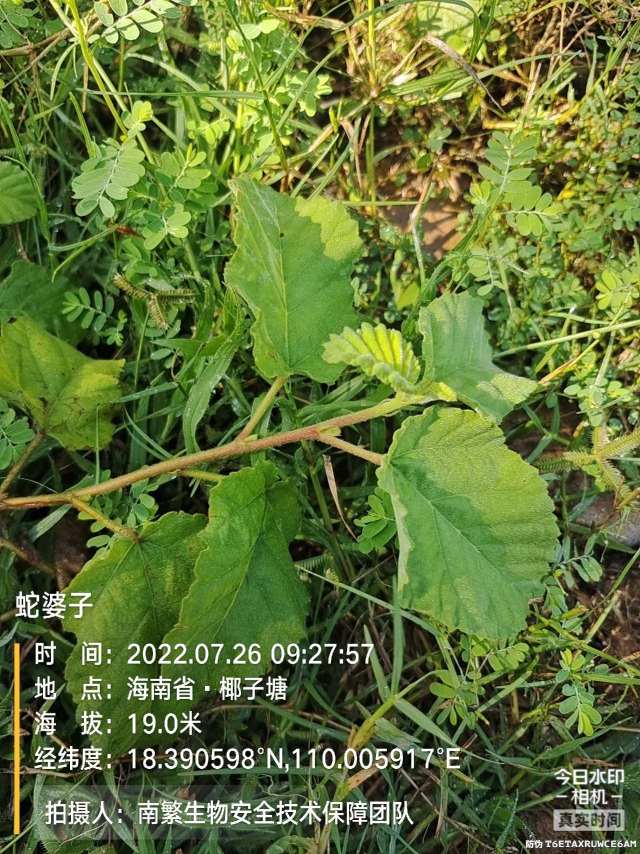 蛇婆子