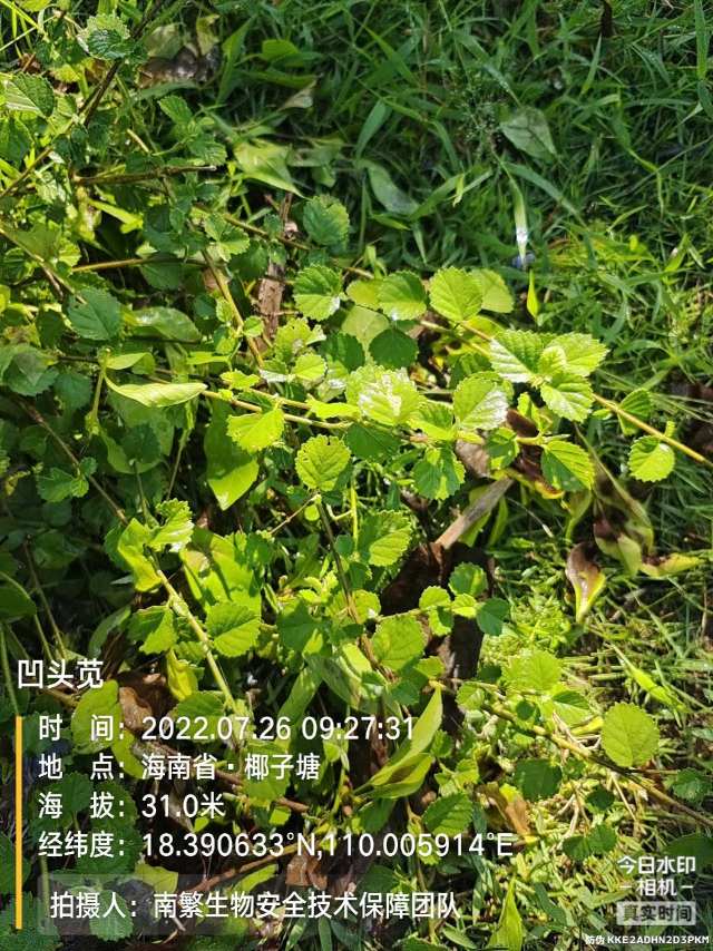 凹头苋