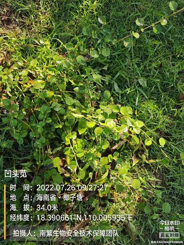 凹头苋