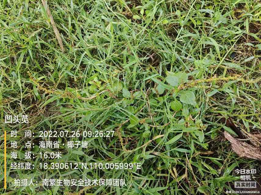 凹头苋