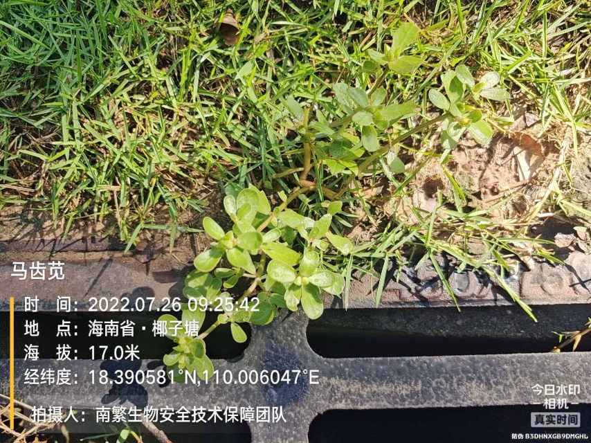 马齿苋