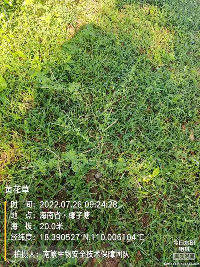 黄花草