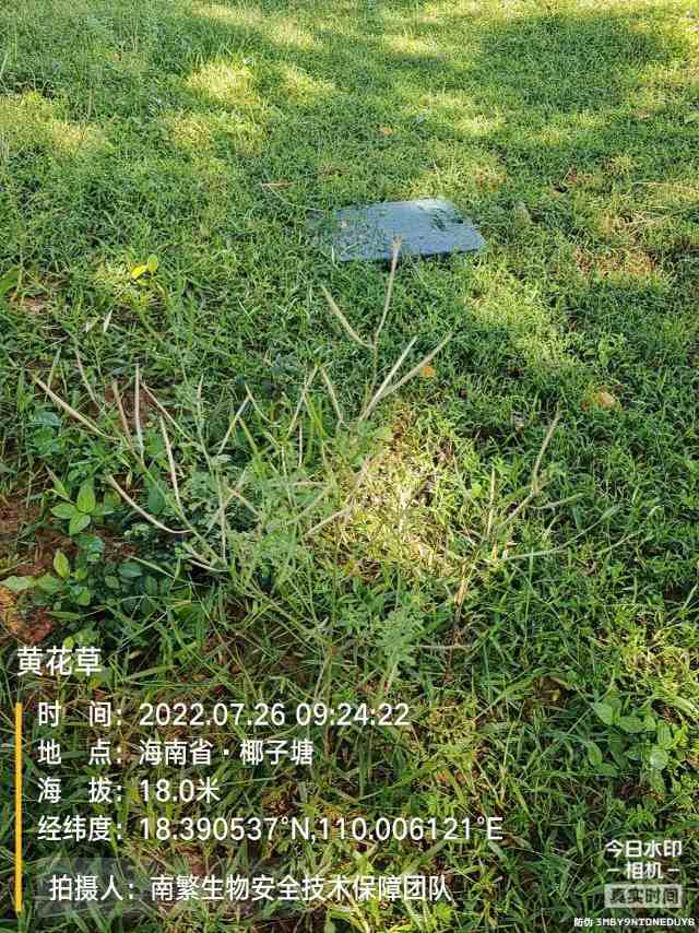 黄花草