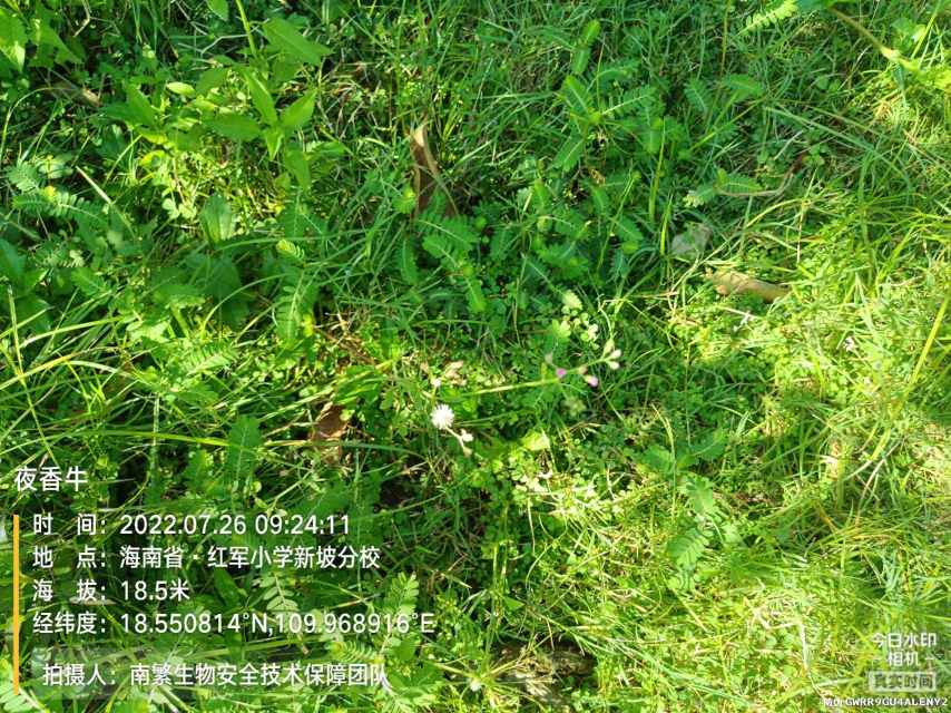 夜香牛