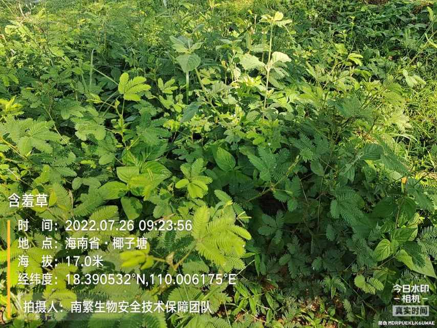 含羞草