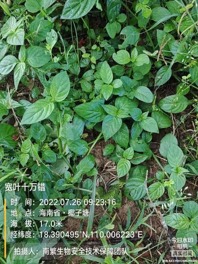宽叶十万错