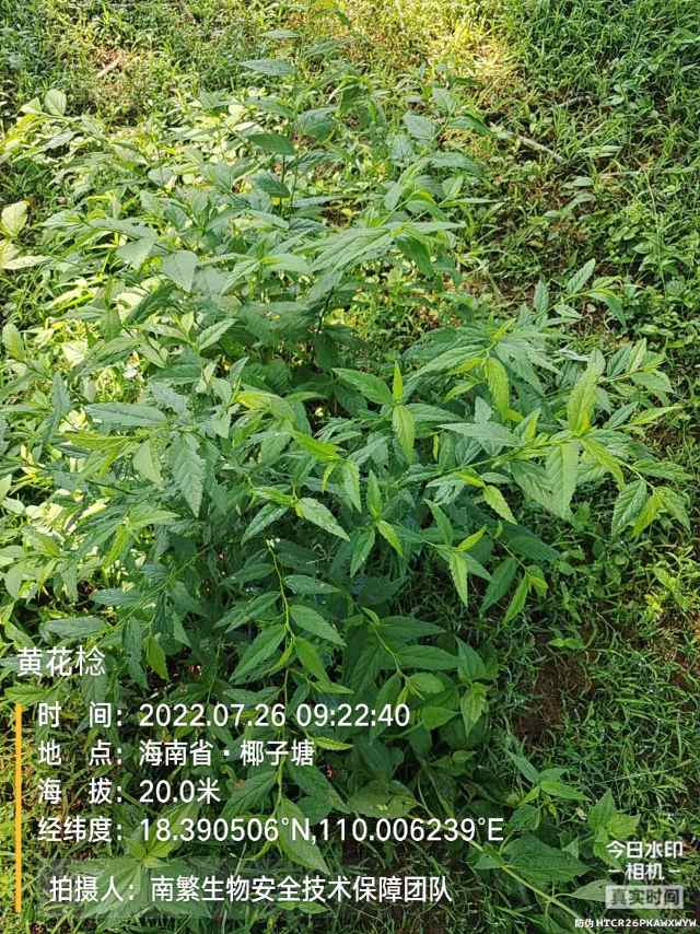 黄花棯