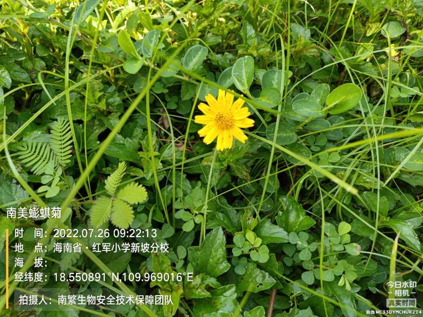 南美蟛蜞菊