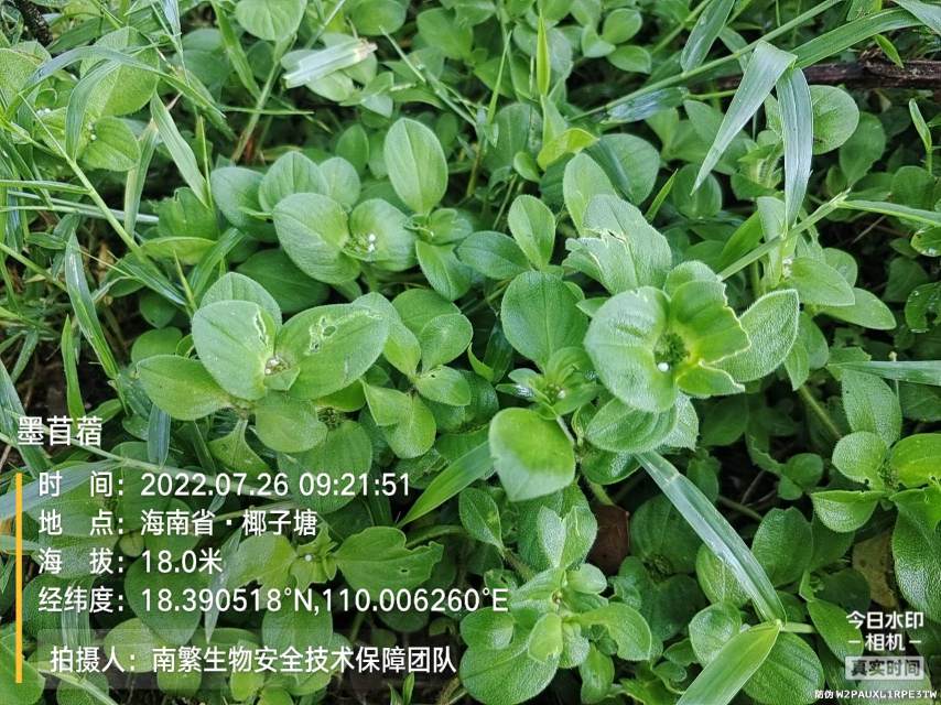 墨苜蓿