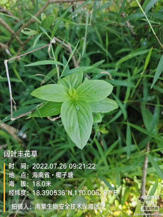 阔叶丰花草