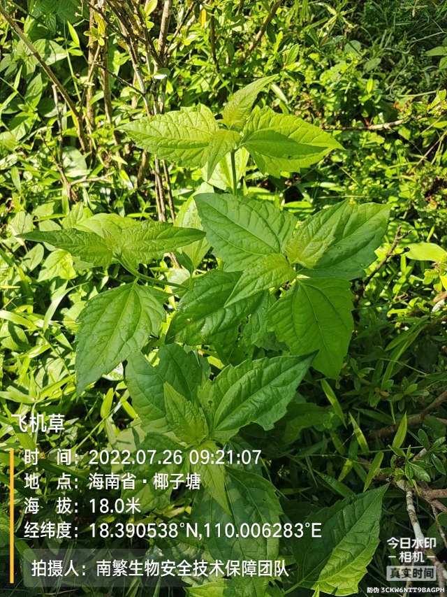 飞机草