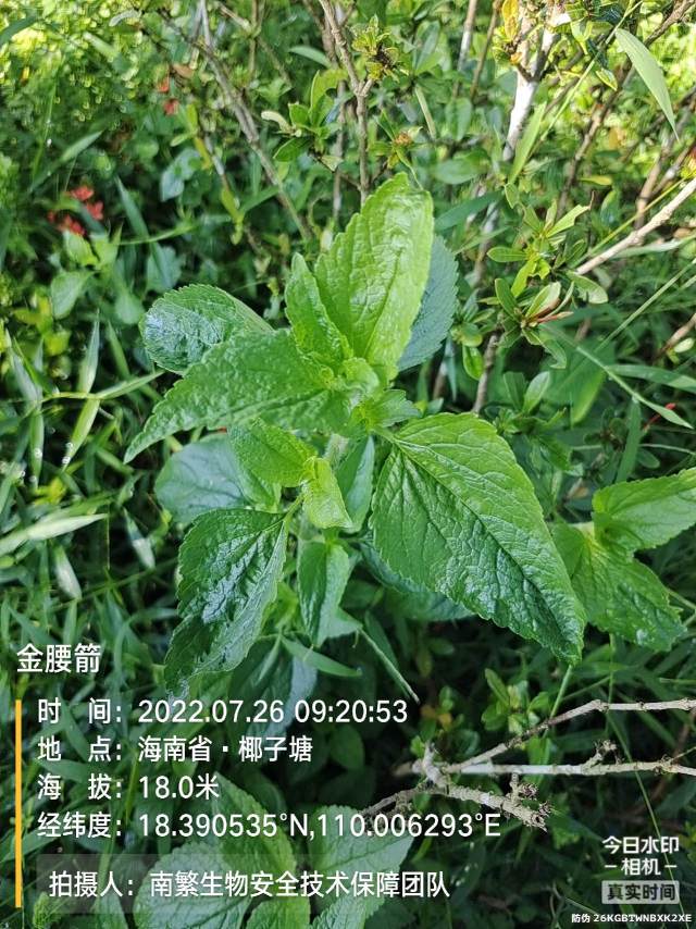 金腰箭