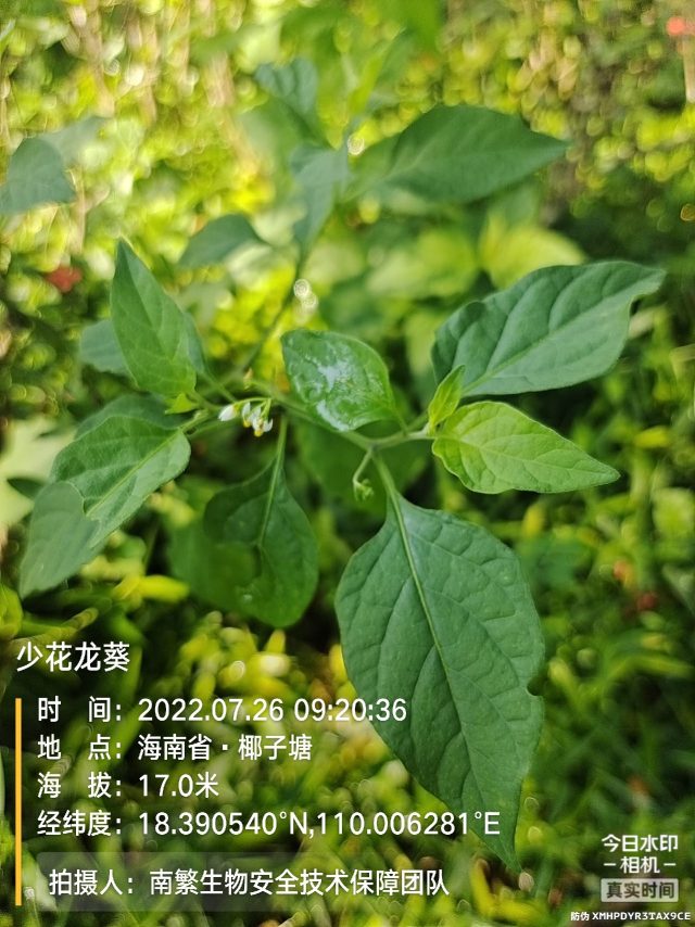 少花龙葵