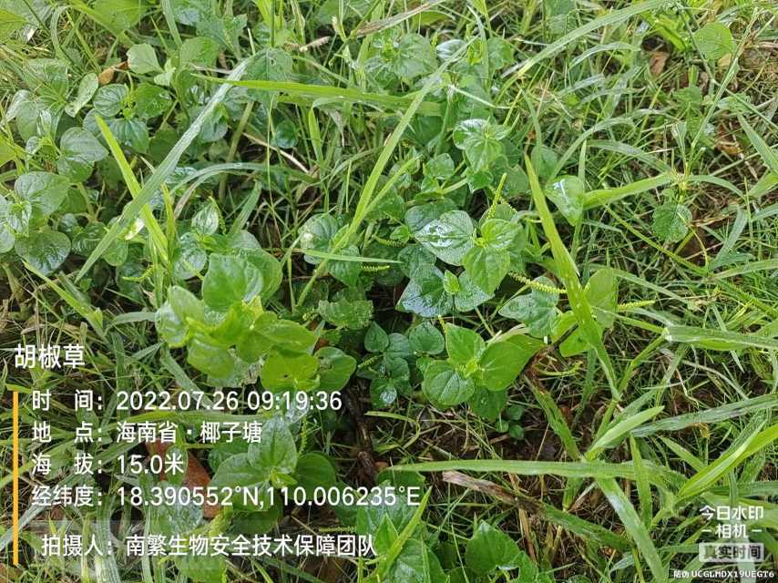 胡椒草