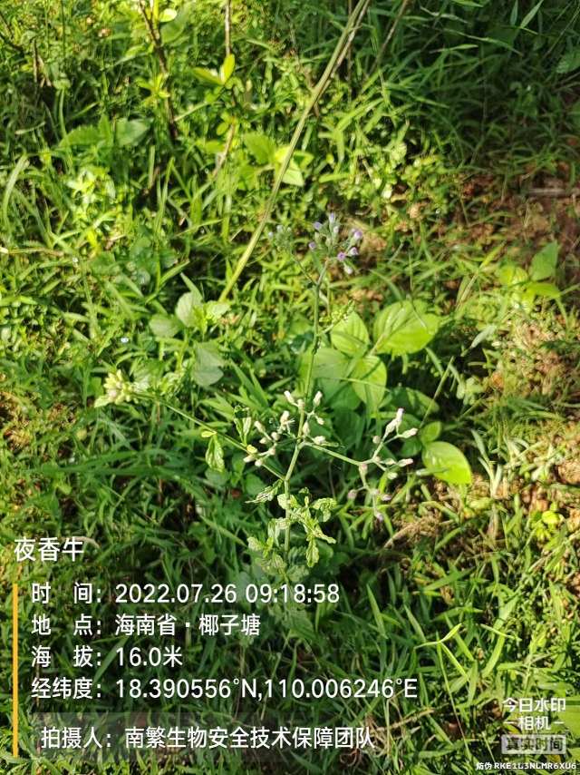 夜香牛