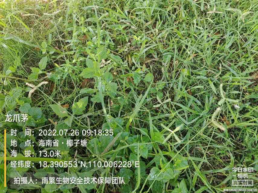 龙爪茅